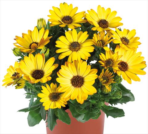 foto van een variëteit aan bloemen, te gebruiken als: Pot - en perkplant Osteospermum Margarita fides® Yellow Improved