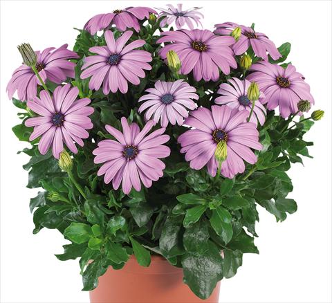 foto van een variëteit aan bloemen, te gebruiken als: Pot - en perkplant Osteospermum Margarita Supreme fides® Lilac