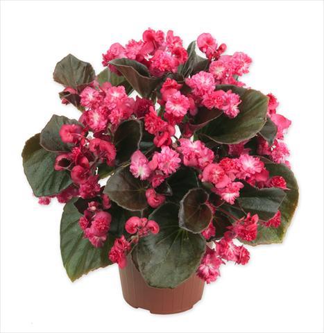 foto van een variëteit aan bloemen, te gebruiken als: Pot - en perkplant Begonia Doublet Red