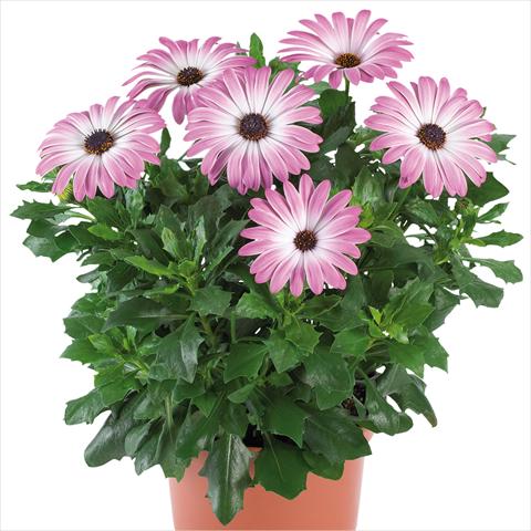 foto van een variëteit aan bloemen, te gebruiken als: Pot - en perkplant Osteospermum Margarita Supreme fides® Pink Bicolor