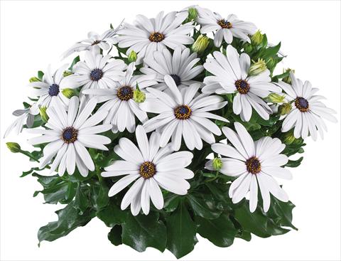 foto van een variëteit aan bloemen, te gebruiken als: Pot - en perkplant Osteospermum Margarita Supreme fides® White