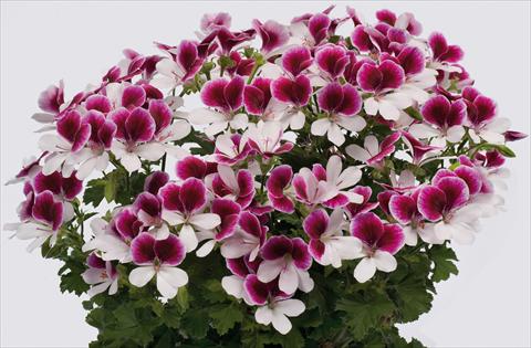foto van een variëteit aan bloemen, te gebruiken als: Patioplant, potplant Pelargonium grandiflorum pac® Angeleyes® Bicolor Improved