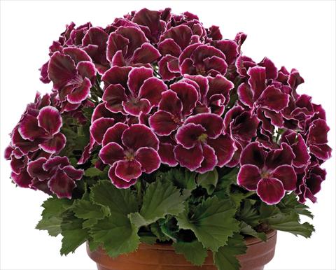foto van een variëteit aan bloemen, te gebruiken als: Patioplant, potplant Pelargonium grandiflorum pac® Aristo® Black Beauty