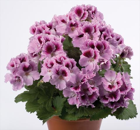 foto van een variëteit aan bloemen, te gebruiken als: Patioplant, potplant Pelargonium grandiflorum pac® Aristo® Orchid