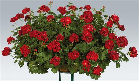 foto van een variëteit aan bloemen, te gebruiken als: Potplant, patioplant, korfplant Pelargonium peltatum pac® Kate