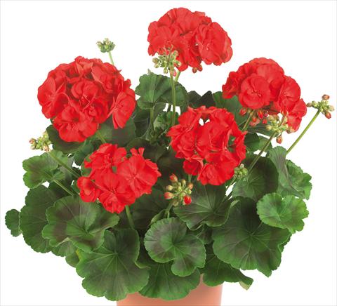 foto van een variëteit aan bloemen, te gebruiken als: Potplant, perkplant, patioplant Pelargonium zonale Master Idols® fides® Bright Red