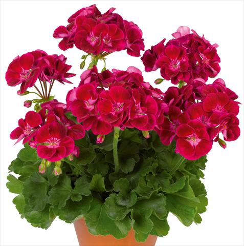 foto van een variëteit aan bloemen, te gebruiken als: Potplant, perkplant, patioplant Pelargonium zonale pac® Flower Fairy Velvet