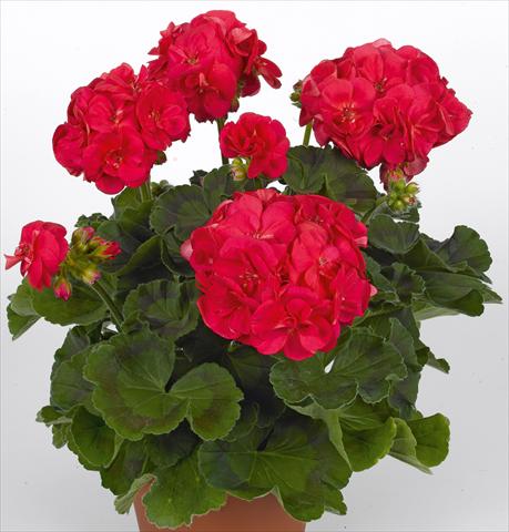 foto van een variëteit aan bloemen, te gebruiken als: Potplant, perkplant, patioplant Pelargonium zonale pac® Ludo