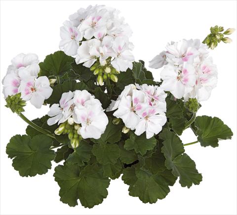 foto van een variëteit aan bloemen, te gebruiken als: Potplant, perkplant, patioplant Pelargonium zonale Summer Idols® fides® White Blush