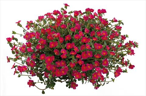foto van een variëteit aan bloemen, te gebruiken als: Perkplant, patioplant, korfplant Portulaca Pazzaz Deep Pink