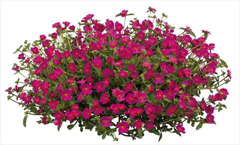 foto van een variëteit aan bloemen, te gebruiken als: Perkplant, patioplant, korfplant Portulaca Pazzaz Fuchsia