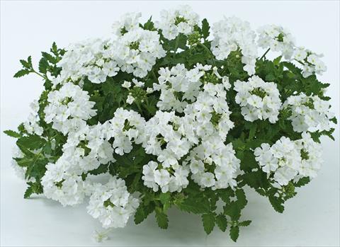 foto van een variëteit aan bloemen, te gebruiken als: Potplant, patioplant, korfplant Verbena Donalena™ Pure White