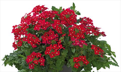 foto van een variëteit aan bloemen, te gebruiken als: Potplant, patioplant, korfplant Verbena Donalena™ Red Lips