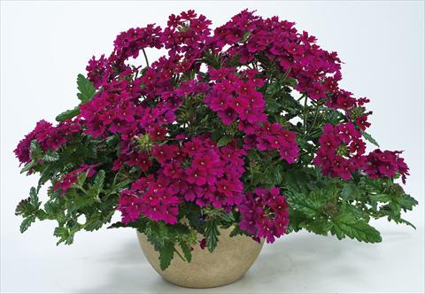 foto van een variëteit aan bloemen, te gebruiken als: Potplant, patioplant, korfplant Verbena Donalena™ Red Wine