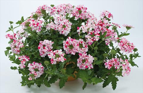 foto van een variëteit aan bloemen, te gebruiken als: Potplant, patioplant, korfplant Verbena Donalena™ Twinkle Deep Pink