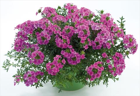 foto van een variëteit aan bloemen, te gebruiken als: Potplant, patioplant, korfplant Verbena Veralena™ Hot Pink