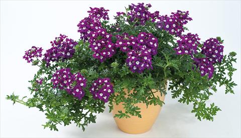 foto van een variëteit aan bloemen, te gebruiken als: Potplant, patioplant, korfplant Verbena Veralena™ Indigo