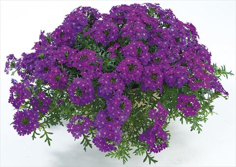 foto van een variëteit aan bloemen, te gebruiken als: Potplant, patioplant, korfplant Verbena Veralena™ Purple Improved