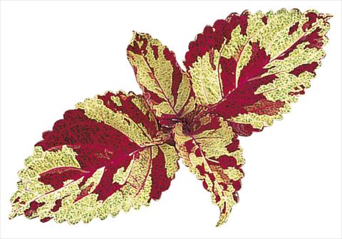 foto van een variëteit aan bloemen, te gebruiken als: Perkplant / Borders Coleus blumei Fairway Mosaic