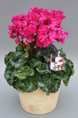 foto van een variëteit aan bloemen, te gebruiken als: Pot Cyclamen persicum mini Rocolina Deep Purple