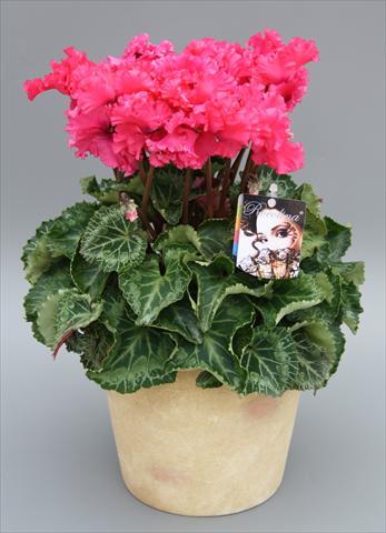foto van een variëteit aan bloemen, te gebruiken als: Pot Cyclamen persicum mini Rocolina Deep Rose