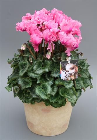 foto van een variëteit aan bloemen, te gebruiken als: Pot - en perkplant Cyclamen persicum midi Rocolina Light Pink