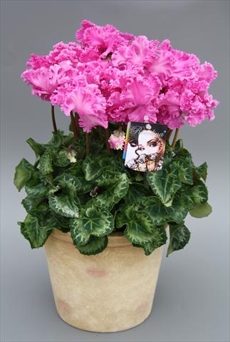 foto van een variëteit aan bloemen, te gebruiken als: Pot Cyclamen persicum mini Rocolina Lilac
