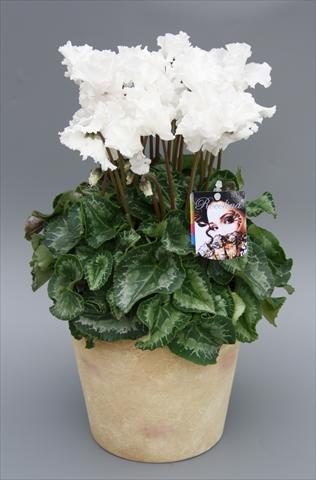 foto van een variëteit aan bloemen, te gebruiken als: Pot Cyclamen persicum mini Rocolina White