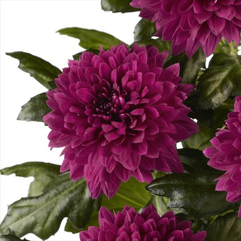foto van een variëteit aan bloemen, te gebruiken als:  Chrysanthemum Dante Purple
