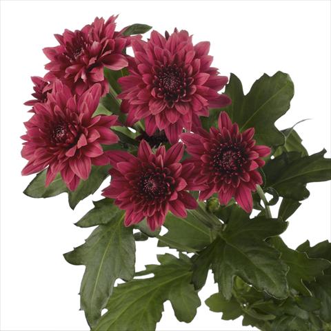 foto van een variëteit aan bloemen, te gebruiken als:  Chrysanthemum Dante Red