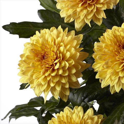 foto van een variëteit aan bloemen, te gebruiken als:  Chrysanthemum Dante Yellow