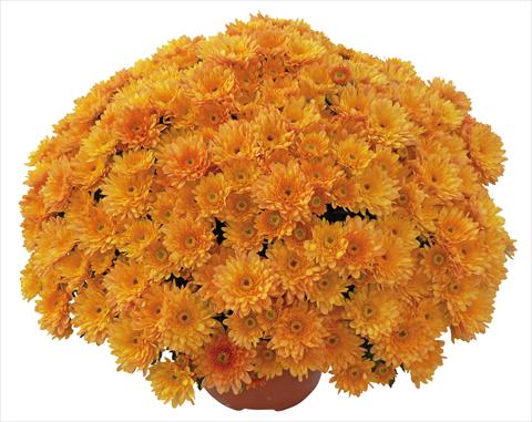 foto van een variëteit aan bloemen, te gebruiken als: Pot - en perkplant Chrysanthemum Elephantine Abricot