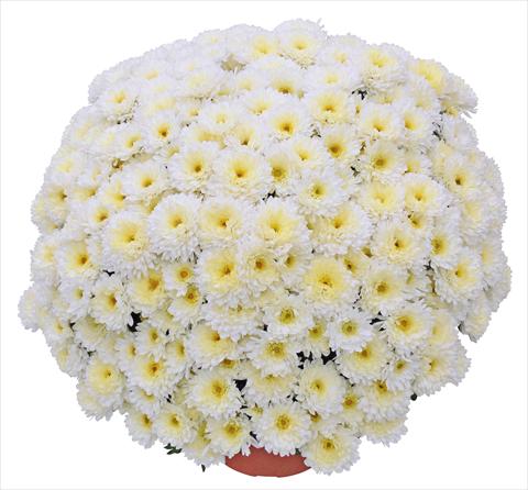 foto van een variëteit aan bloemen, te gebruiken als: Pot - en perkplant Chrysanthemum Elephantine Blanc