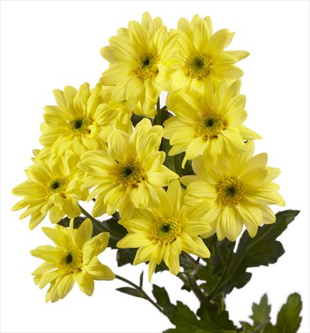 foto van een variëteit aan bloemen, te gebruiken als:  Chrysanthemum Gabbana Yellow