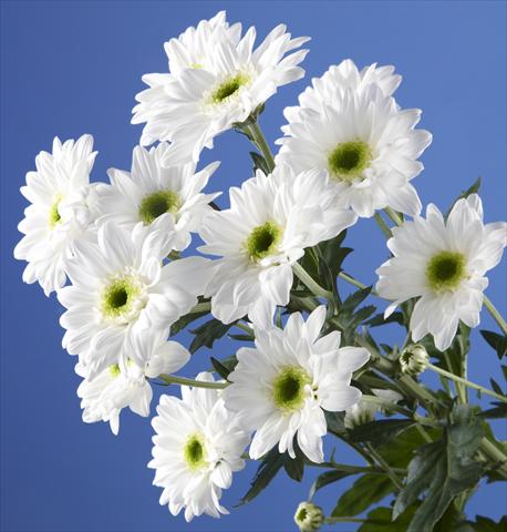 foto van een variëteit aan bloemen, te gebruiken als:  Chrysanthemum Gabbana
