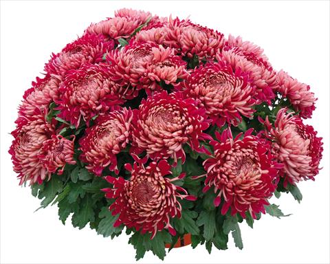 foto van een variëteit aan bloemen, te gebruiken als: Pot - en perkplant Chrysanthemum Romy Bordeaux