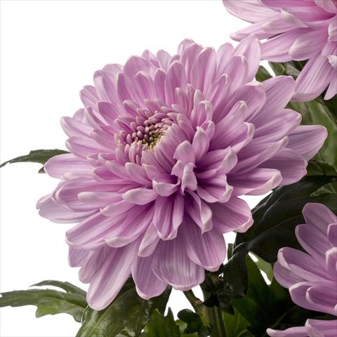 foto van een variëteit aan bloemen, te gebruiken als:  Chrysanthemum Rossano Dark