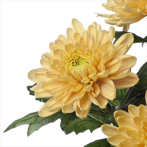 foto van een variëteit aan bloemen, te gebruiken als:  Chrysanthemum Rossano Orange