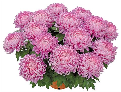 foto van een variëteit aan bloemen, te gebruiken als: Pot - en perkplant Chrysanthemum Tatou