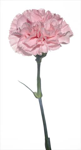 foto van een variëteit aan bloemen, te gebruiken als: Snijbloemen Dianthus caryophyllus Bizet