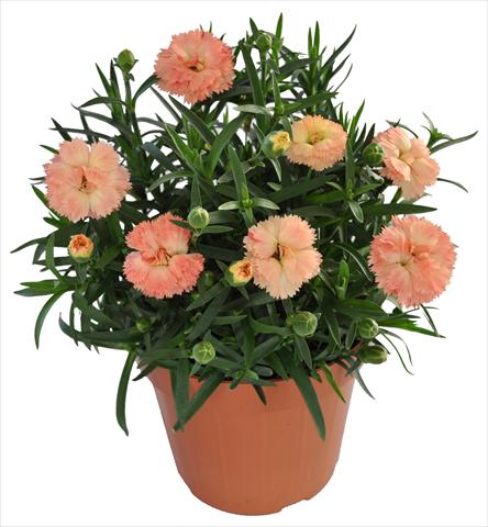 foto van een variëteit aan bloemen, te gebruiken als: Korf / Pot Dianthus RE-AL® Capriccio Apricot