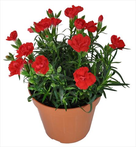 foto van een variëteit aan bloemen, te gebruiken als: Korf / Pot Dianthus caryophyllus RE-AL® Capriccio Bright Red