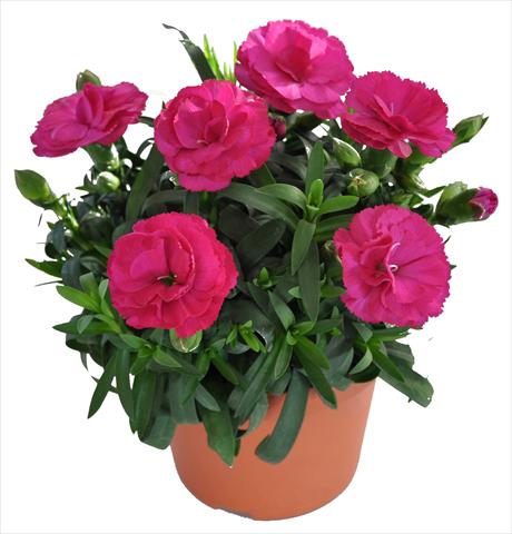 foto van een variëteit aan bloemen, te gebruiken als: Korf / Pot Dianthus caryophyllus RE-AL® Capriccio Dark Pink