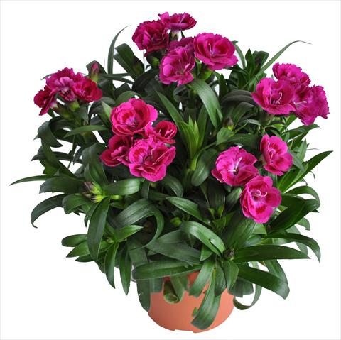 foto van een variëteit aan bloemen, te gebruiken als: Korf / Pot Dianthus RE-AL® Capriccio Deep Fuxia