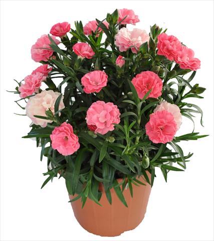 foto van een variëteit aan bloemen, te gebruiken als: Korf / Pot Dianthus RE-AL® Capriccio Deep Pink