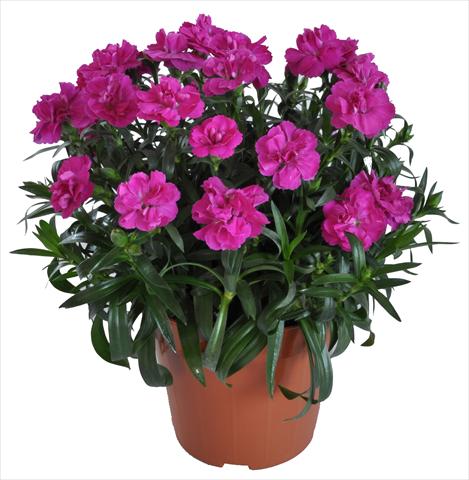 foto van een variëteit aan bloemen, te gebruiken als: Korf / Pot Dianthus RE-AL® Capriccio Fuxia