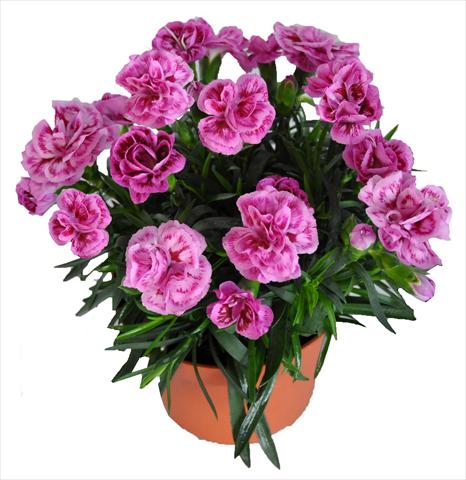 foto van een variëteit aan bloemen, te gebruiken als: Korf / Pot Dianthus RE-AL® Capriccio Lilac Fantasy