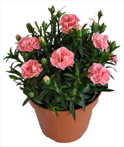 foto van een variëteit aan bloemen, te gebruiken als: Korf / Pot Dianthus RE-AL® Capriccio Pink Fantasy