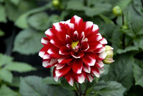 foto van een variëteit aan bloemen, te gebruiken als: Pot - en perkplant Dahlia Dahlietta Surprise Becky
