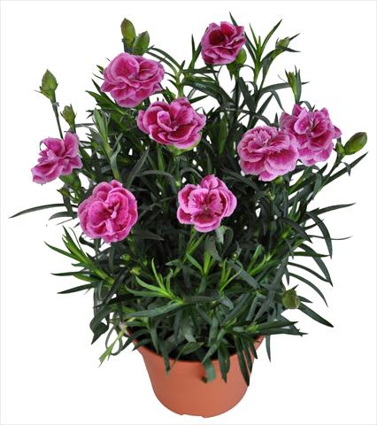 foto van een variëteit aan bloemen, te gebruiken als: Korf / Pot Dianthus RE-AL® Capriccio Pink Fuxia